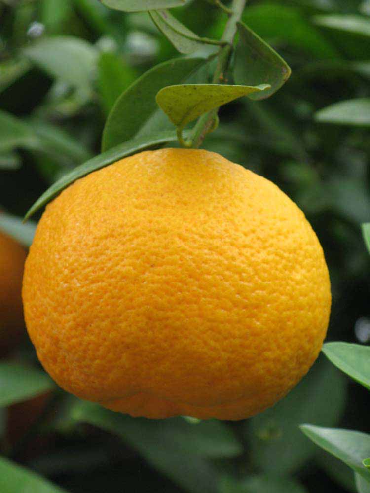            Fruit (Riverside, CA)   